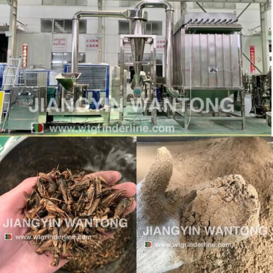 Dried larvae Insects cricket mealworm powder mill grinding grinder machine