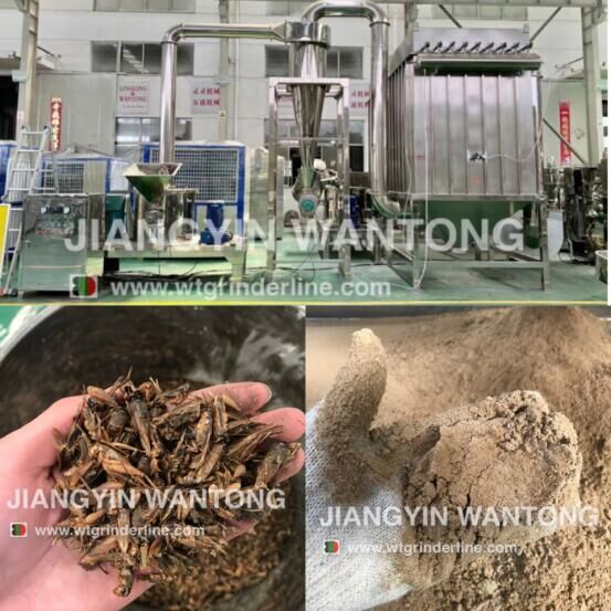 ​Dried larvae Insects cricket mealworm powder mill grinding grinder machine